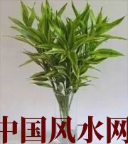 拉萨十二生肖养什么植物最旺财运？你知道吗！